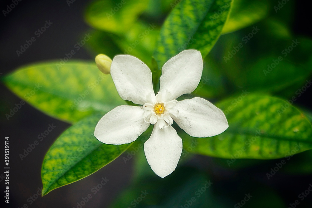 Obraz premium white flower