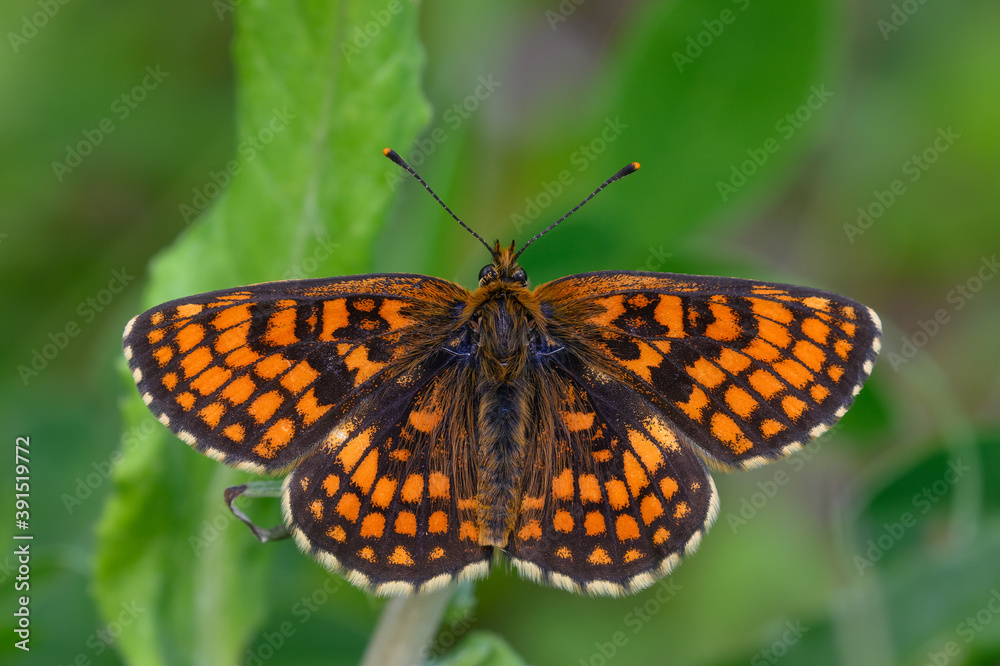 Obraz premium Melitaea athalia