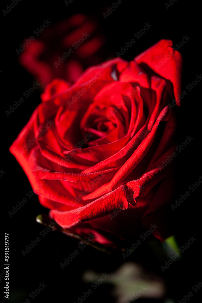 red rose on black background