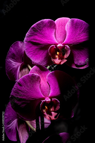 Fototapeta Naklejka Na Ścianę i Meble -  orchid