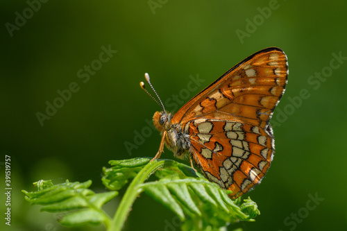 Euphydryas maturna