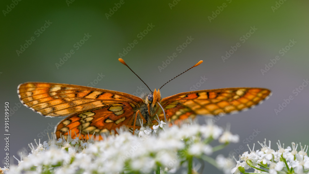 Obraz premium Euphydryas maturna
