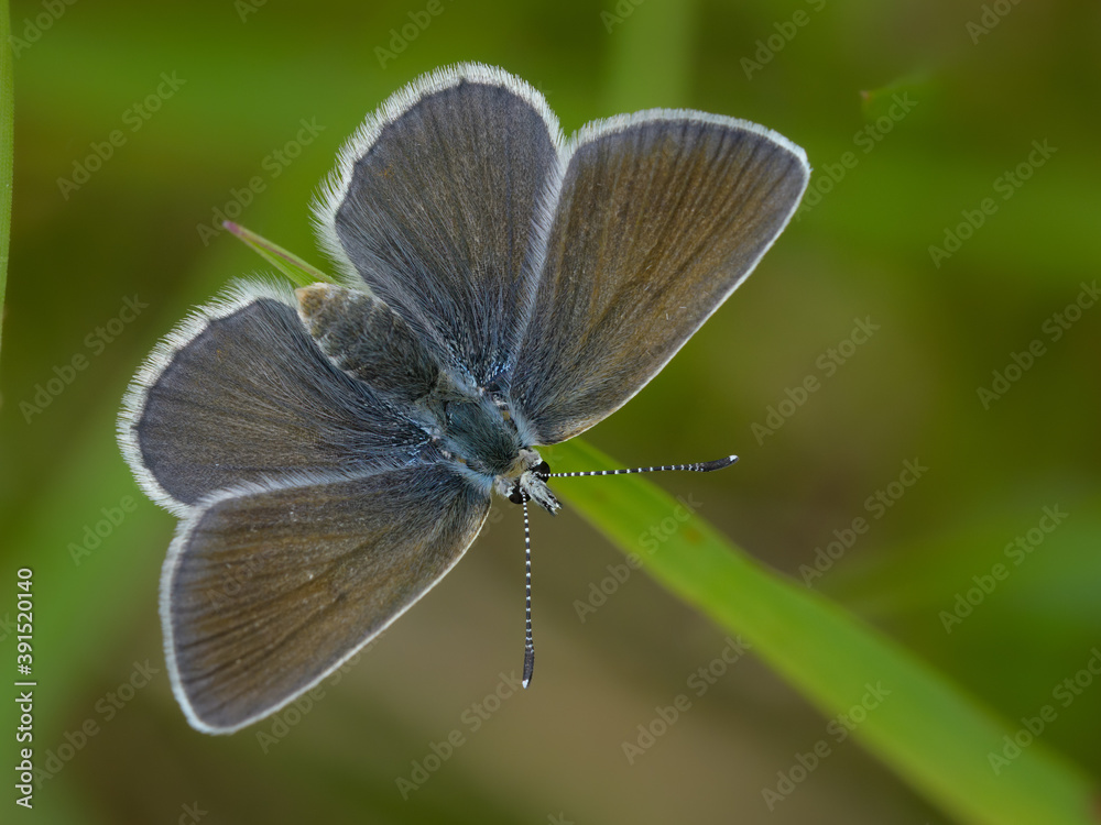 Obraz premium Aricia nicias