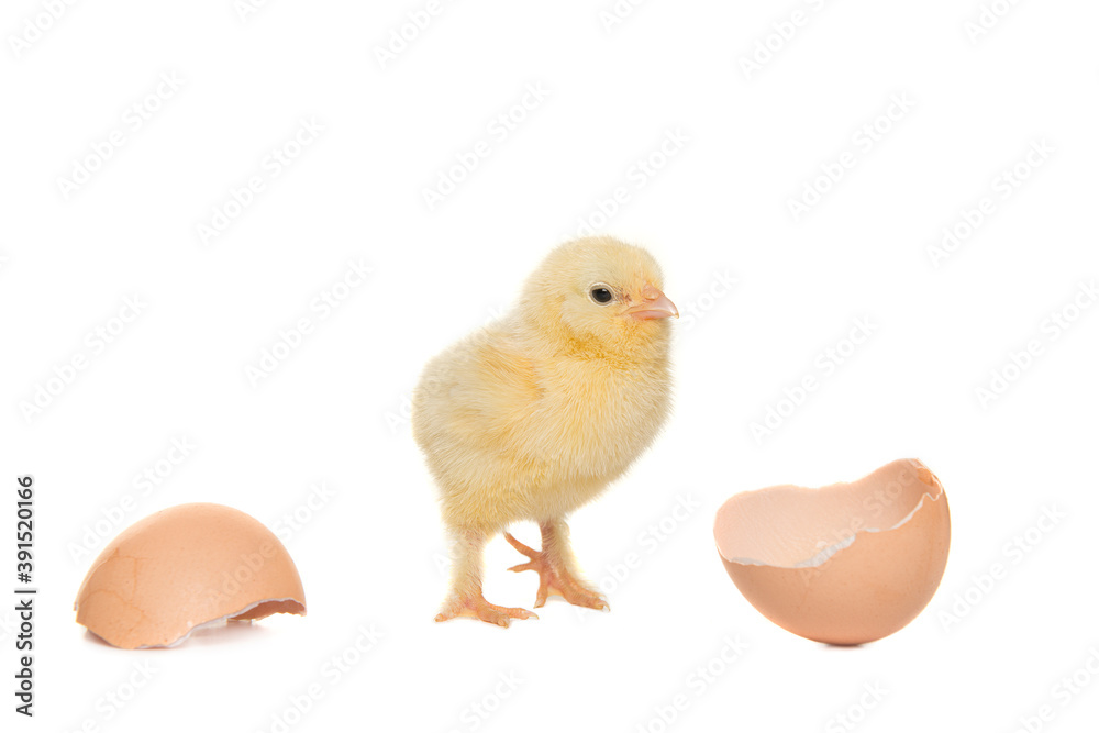 Fototapeta premium Cute yellow young chicken seen from the front between cracked empty eggshell isolated on a white background