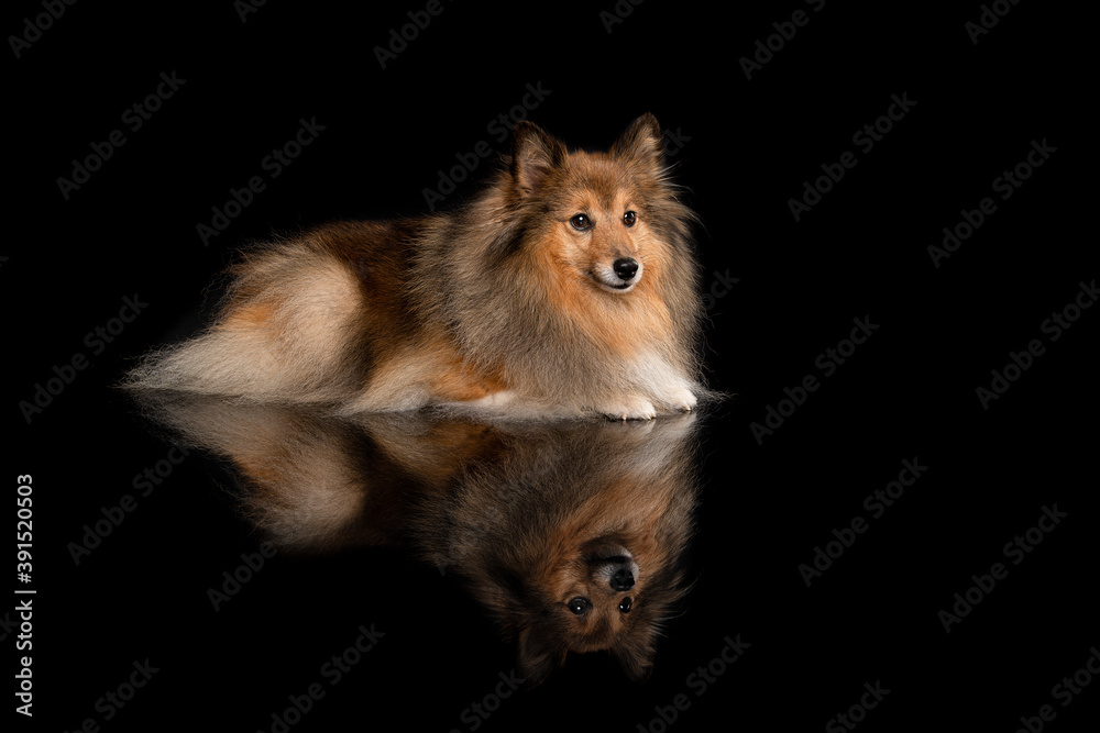 Obraz premium Shetland sheepdog lying down looking away on a black black background with reflection