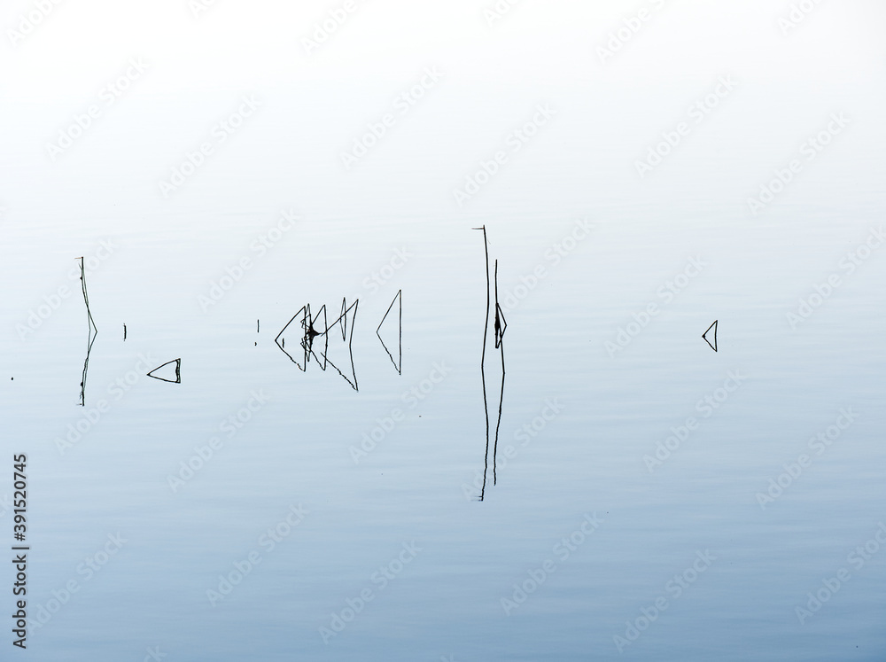 Fototapeta premium Minimalistic picture of water reeds in nature..