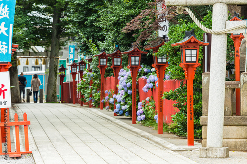日本　埼玉県川越市、川越八幡宮の境内の紫陽花 © pespiero