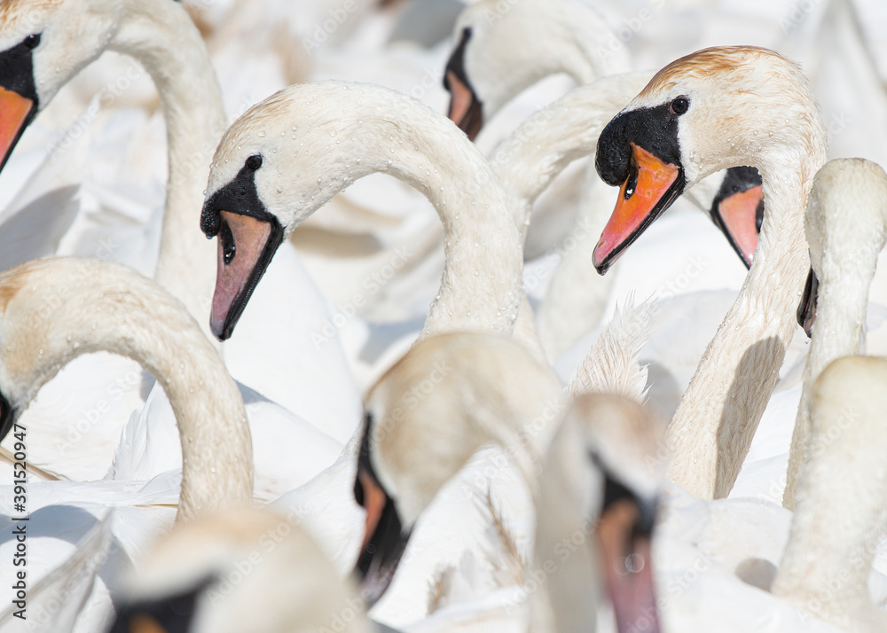 Obraz premium Large group of elegant swan portraits