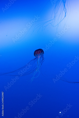 jellyfish in the water