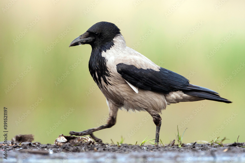 Bonte Kraai, Hooded Crow, Corvus cornix Bonte Kraai, Hooded Crow, Corvus cornix