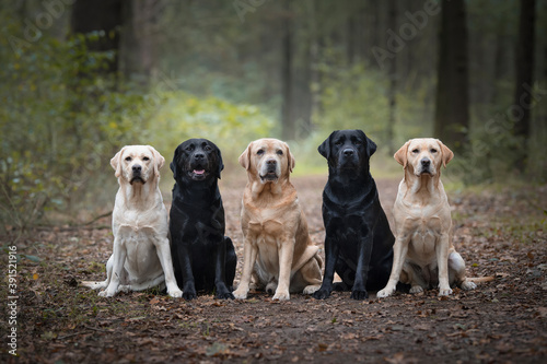 Group of five labrador retrievers looking at the camera sitting in a forest lane