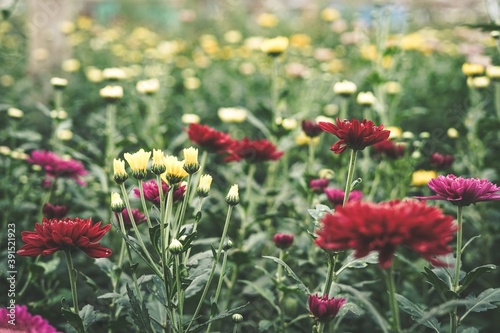 Chrysanthemum flowers © kebo