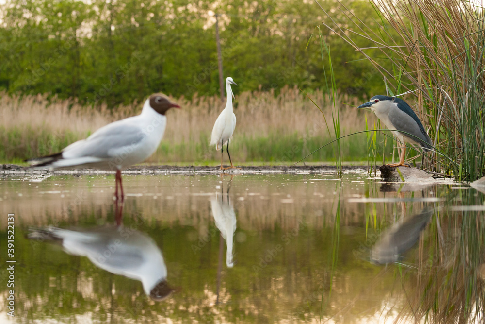 Kwak, Black-crowned Night Heron, Nycticorax nycticorax Kwak, Black-crowned Night Heron, Nycticorax nycticorax