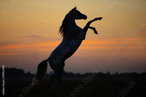horse on sunset