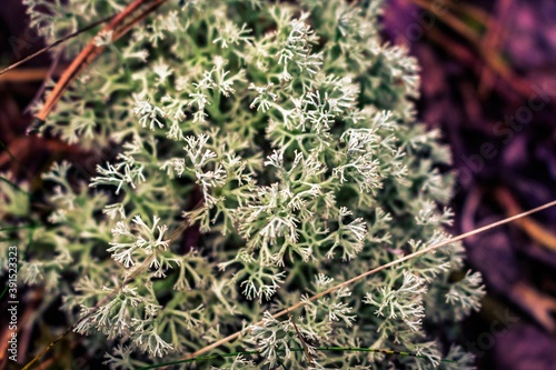 green moss