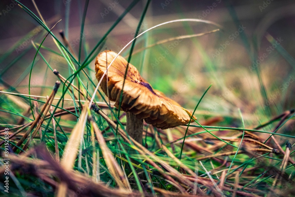 mushroom in grass mushroom in grass