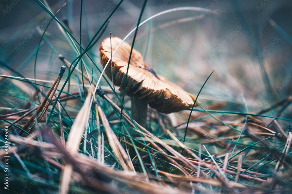 Obraz premium mushroom in grass