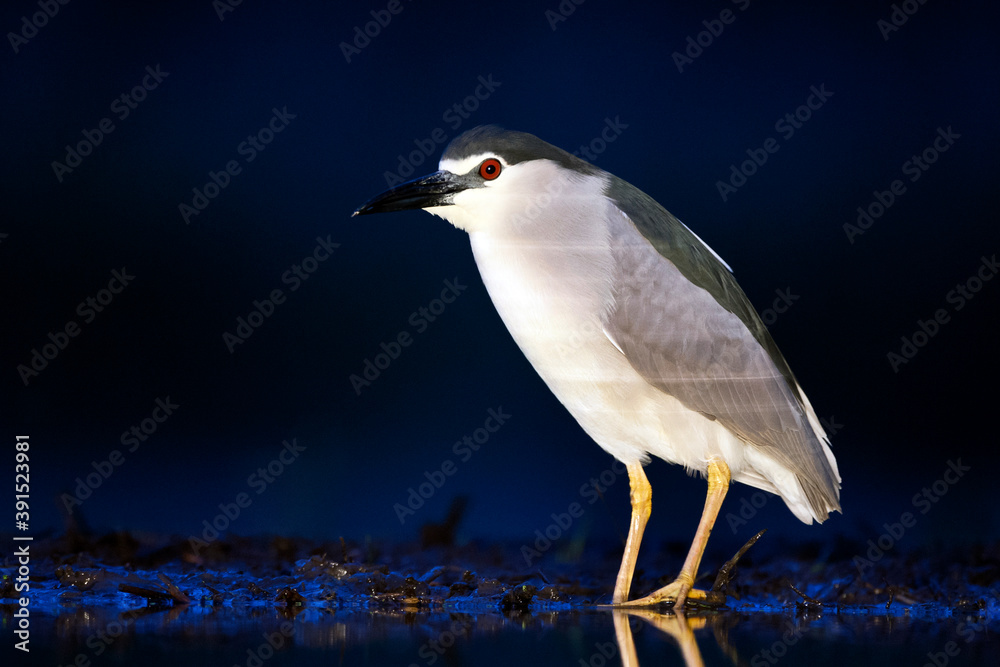 Obraz premium Kwak, Black-crowned Night Heron, Nycticorax nycticorax