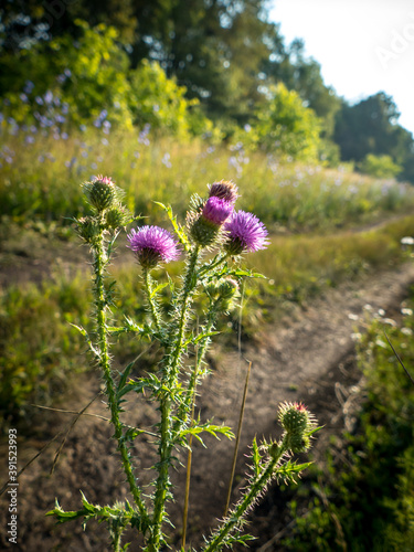 Thorny thistle blooms