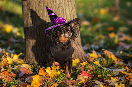 A small, black-and-brown dog of the Russian Toy Terrier breed stands by a tree in the autumn landscape, wearing a witch's hat for Halloween. Close up