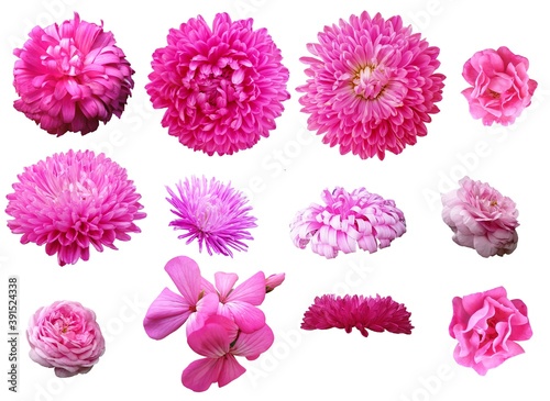 Clipart pink chrysanthemumand rosehip flowers on the white background