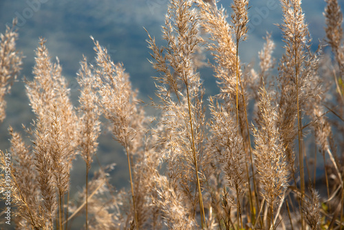 Golden reed grass on a blurry lake background on a Sunny day.