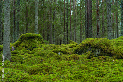 Beautiful fir forest with green moss-covered rocks on the floor
