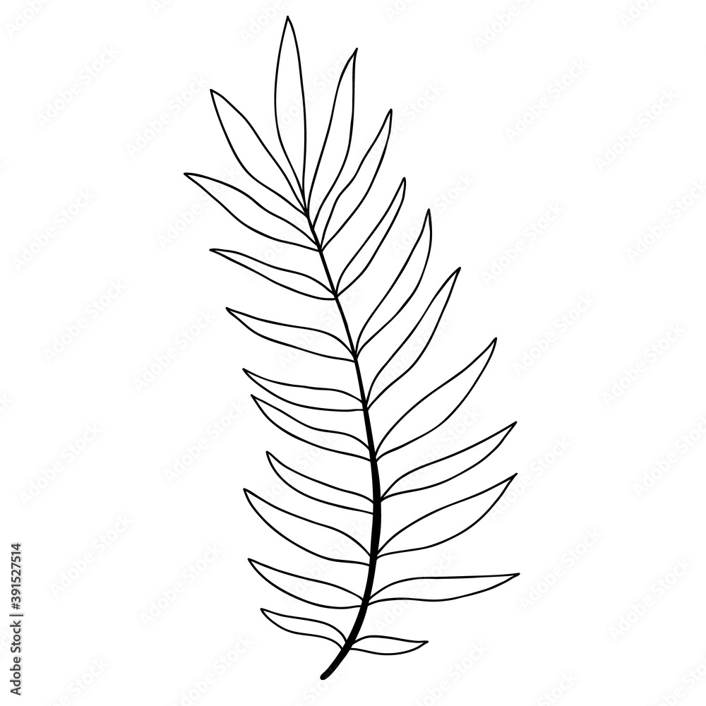 Art foliage natural leaves herbs in line style