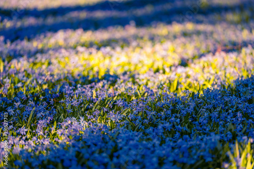 Low angle view of large group of blue blooming squill flowers in public park in sunlight and shadow on bright sunny day