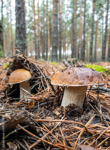 Mushrooms Boletus edulis grow in old coniferous forest. Ukraine. photo