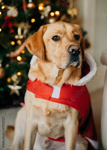 Golden Labrador dog in Christmas santa outfit