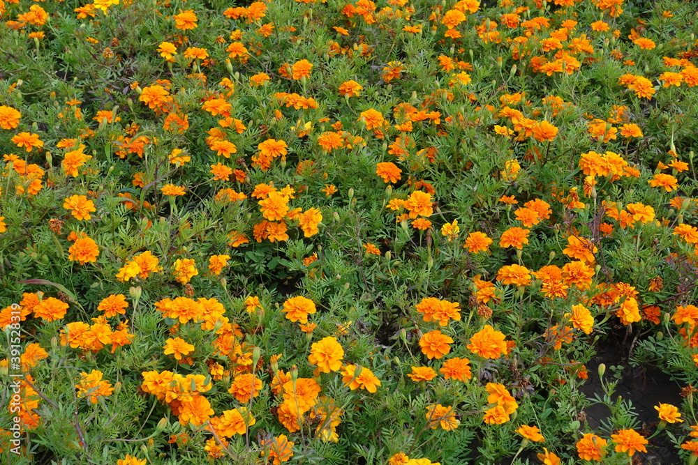 Background - lots of orange flowers of Tagetes patula in mid July