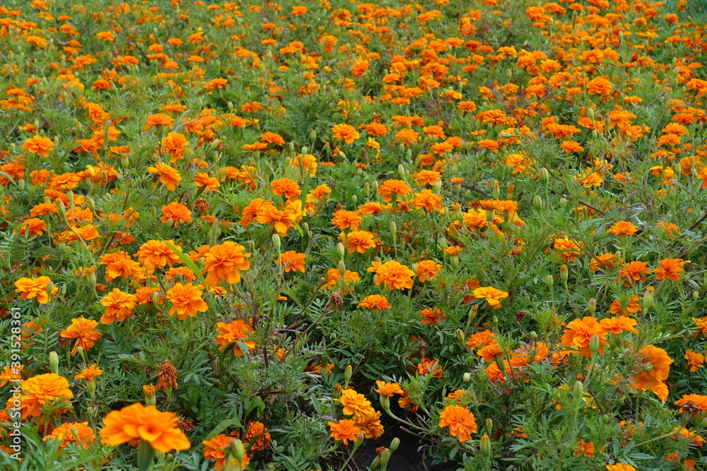 Bedding flowers - orange Tagetes patula in mid July