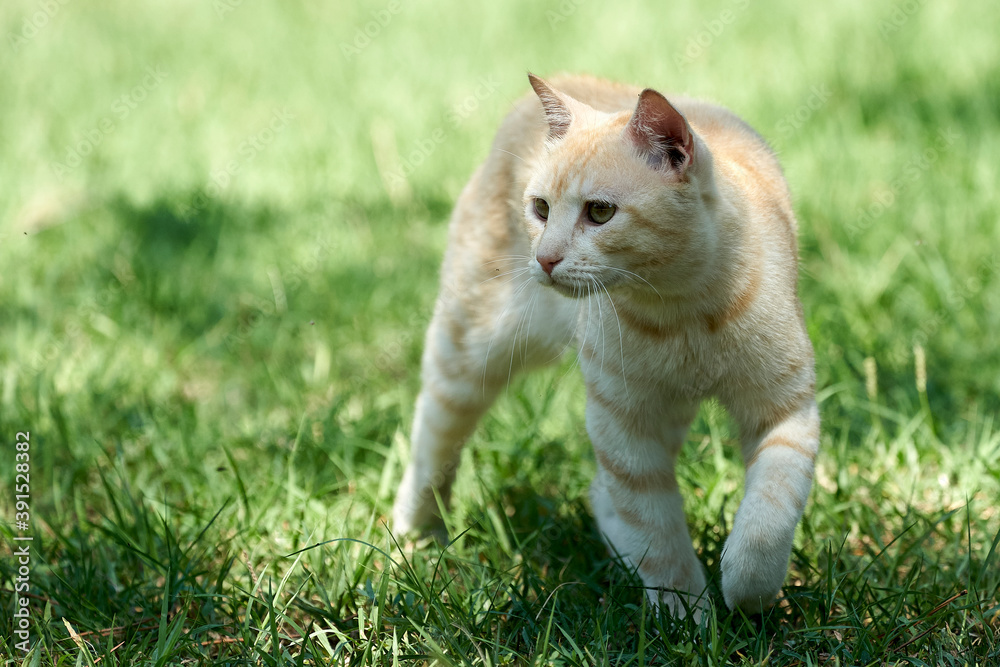 young red cat walking in a meadow