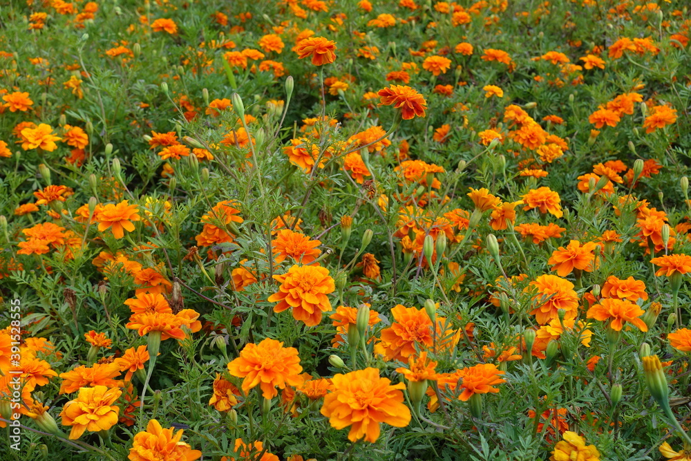 Blooms of bright orange Tagetes patula in mid July
