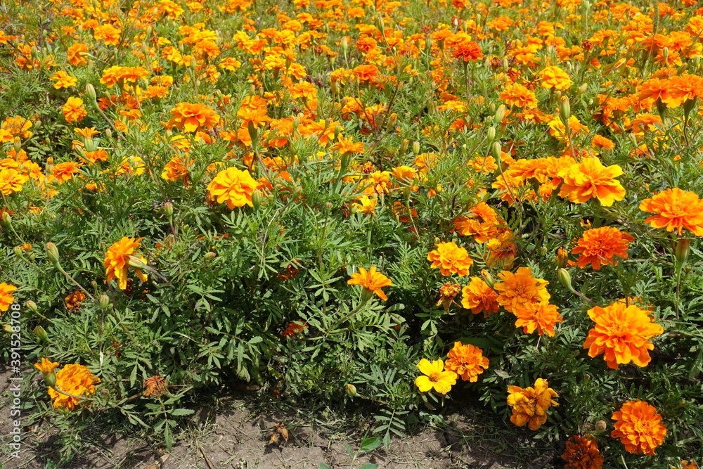 Blossoms of bright orange Tagetes patula in July