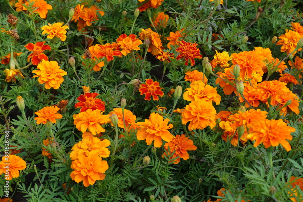 Bright orange flower heads of Tagetes patula in mid July