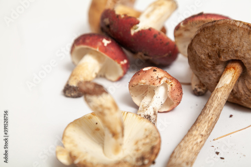 Group of edible mushrooms on white background