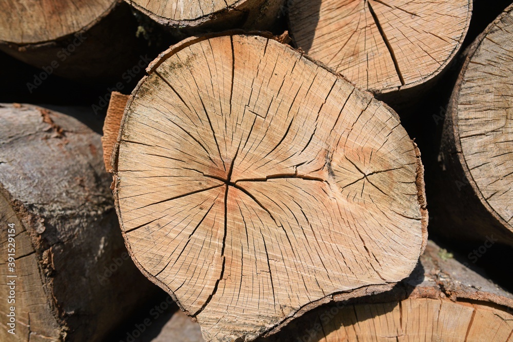 cut tree trunks cut tree trunks