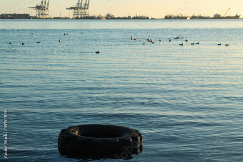 Bahía con patos 