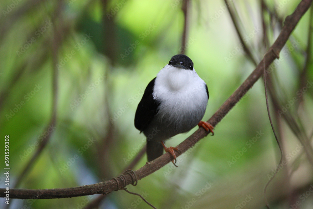 Goulds Manakin, White-bearded Manakin, Manacus manacus Goulds Manakin, White-bearded Manakin, Manacus manacus
