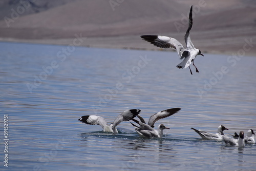 geese swimming in the water in pangong  lake leh ladakh