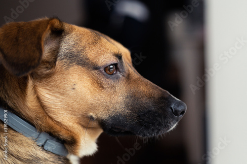 Cute brown dog close-up. Side view, small mongrel against dark background.