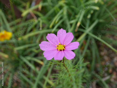 Close up on a single cosmos flower with blur background