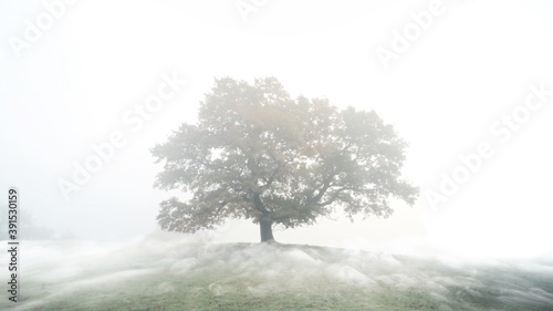 A mystic lonely tree standing on a hillside with rolling fog 