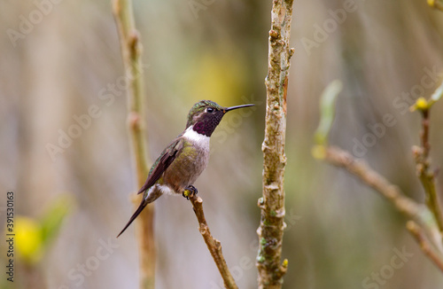 Amethistboself, Amethyst Woodstar, Calliphlox amethystina photo