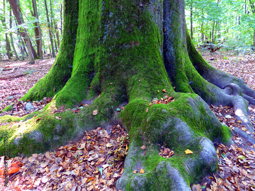 Strong roots photo