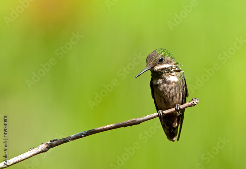 Gepluimde Koketkolibrie, Festive Coquette, Lophornis chalybeus photo