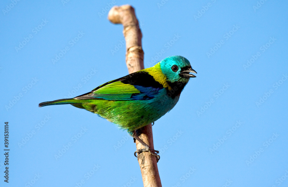 Prachttangare, Green-headed Tanager, Tangara seledon