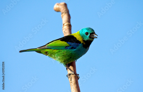 Prachttangare, Green-headed Tanager, Tangara seledon photo